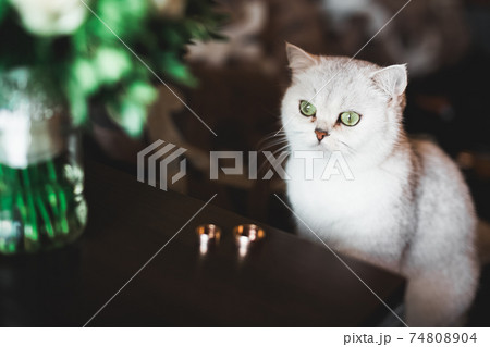 Two golden wedding rings isolated background concept 74808904