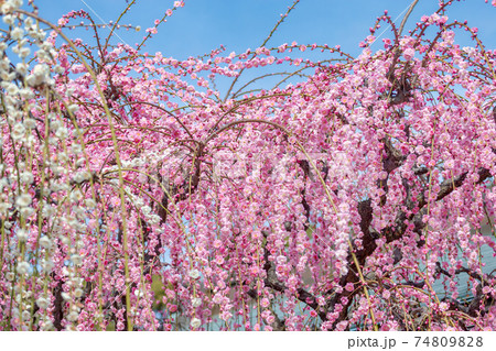 しだれ梅 (3月　晴れ) 74809828