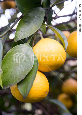 ヒュウガナツ 小夏みかん ヒュウガナツ 小夏みかん 74810149