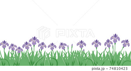 菖蒲の群生 74810423