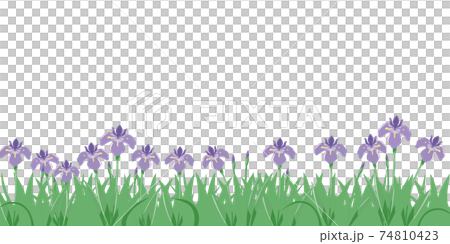 菖蒲の群生 74810423