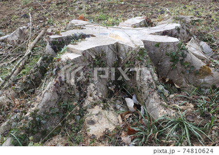 大木の切り株 大木の切り株 74810624