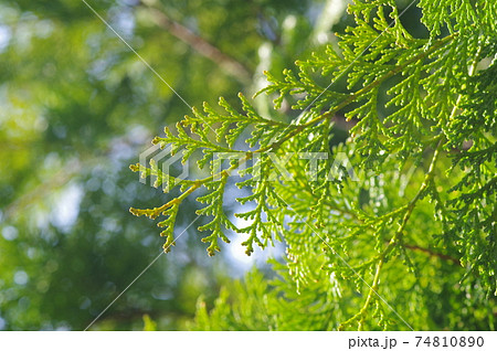 ヒノキの葉(ひのき花粉イメージ) ヒノキの葉(ひのき花粉イメージ) 74810890