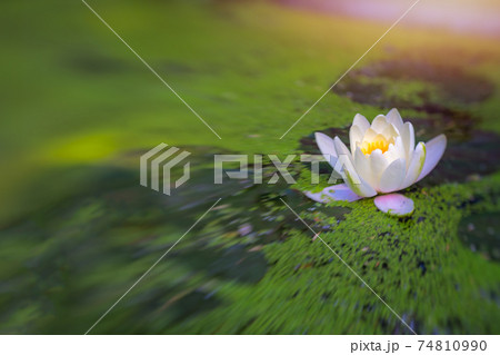 Horizontal shot of water lilypads in the pond 74810990