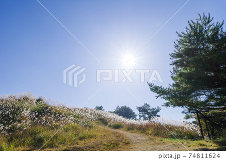 【翠波高原】翠波峰広場とススキ 74811624