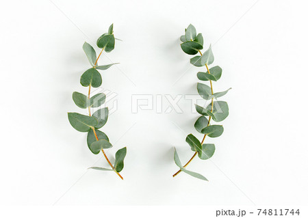 Wreath frame made of branches eucalyptus and leaves isolated on white background. lay flat, top view Wreath frame made of branches eucalyptus and leaves isolated on white background. lay flat, top view 74811744