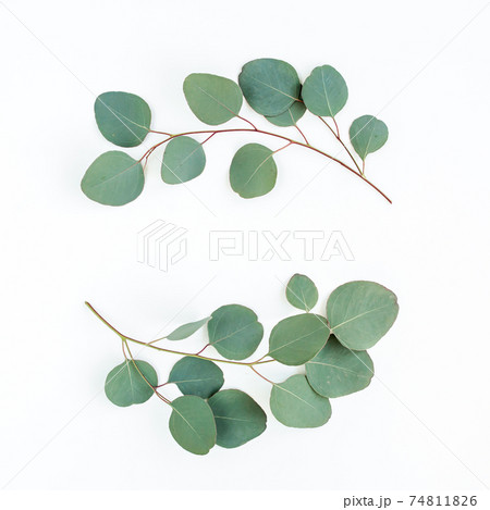 Wreath frame made of branches eucalyptus and leaves isolated on white background. lay flat, top view Wreath frame made of branches eucalyptus and leaves isolated on white background. lay flat, top view 74811826