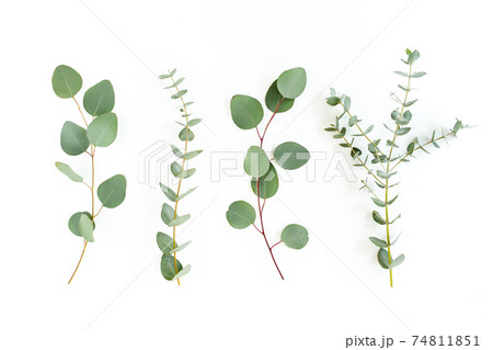 Green leaves eucalyptus isolated on white background. Green leaves eucalyptus isolated on white background. 74811851