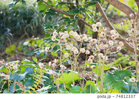 冬のツワブキの花 冬のツワブキの花 74812337