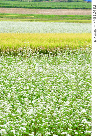 田園風景とそば畑（山形県） 74812482