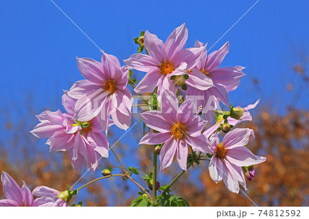 皇帝ダリア 皇帝ダリア 74812592