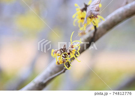 マンサクの花の写真素材