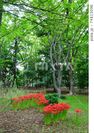 新潟県県庁の森(新潟県) 新潟県県庁の森(新潟県) 74813096