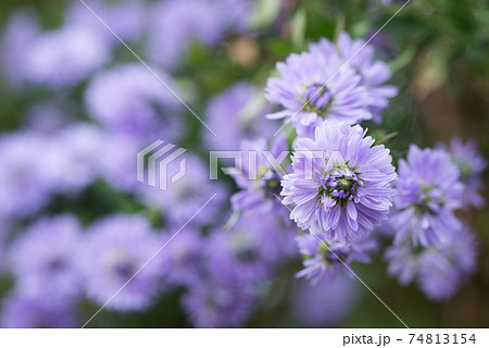 紫のクジャクソウの花のアップの写真素材