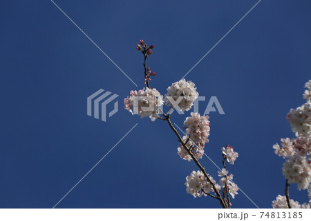 桜 小松乙女 桜 小松乙女 74813185