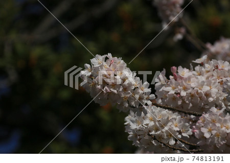 桜　　　小松乙女 74813191