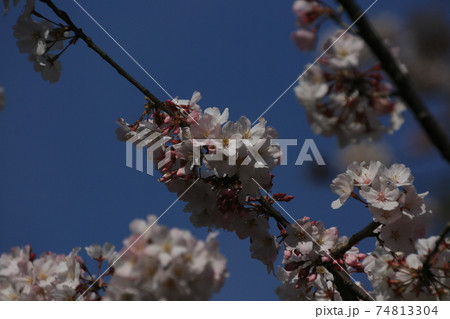 桜 小松乙女 桜 小松乙女 74813304