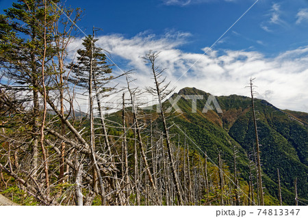 南アルプス・本谷山の枯木群と初秋の塩見岳 74813347