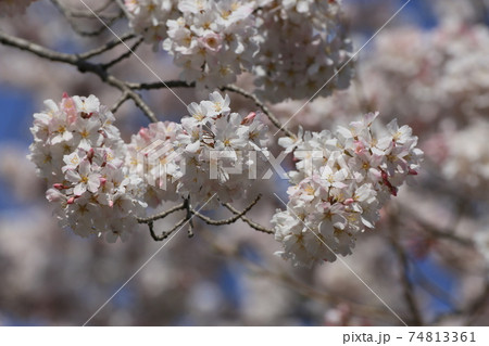 桜 小松乙女 桜 小松乙女 74813361