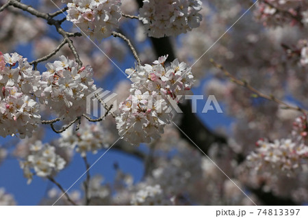 桜　　小松乙女 74813397