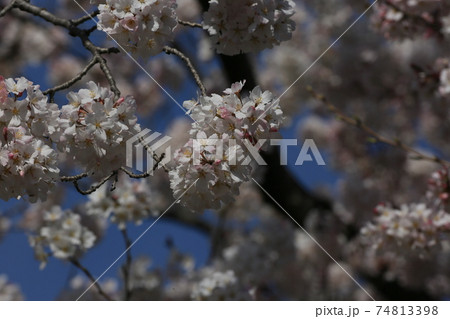 桜 小松乙女 桜 小松乙女 74813398