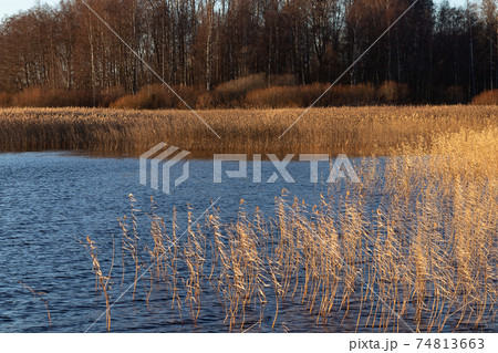Lake shore with golden reeds and trees at sunset in autumn - beautiful autumn landscape 74813663