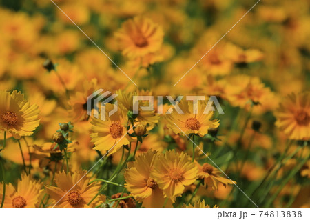 大金鶏菊 大金鶏菊 74813838