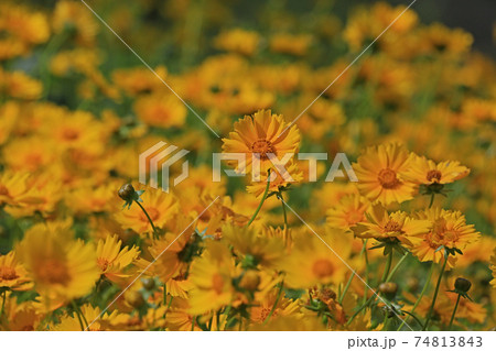 大金鶏菊 74813843