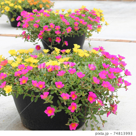 駐車場に置かれたポーチュラカの鉢植え　色とりどりの花がとてもきれい 74813993