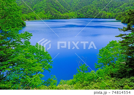 新緑の志賀高原　池巡り　コバルトブルーに染まる大きな大沼池　神秘的で爽やかさも感じる風景 74814554