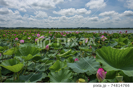 宮城県栗原市伊豆沼のハス祭り Lotus Festival in Izunuma Miyagi 宮城県栗原市伊豆沼のハス祭り Lotus Festival in Izunuma Miyagi 74814766