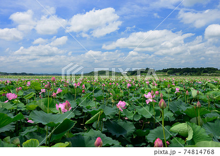 宮城県栗原市伊豆沼のハス祭り Lotus Festival in Izunuma Miyagi 宮城県栗原市伊豆沼のハス祭り Lotus Festival in Izunuma Miyagi 74814768