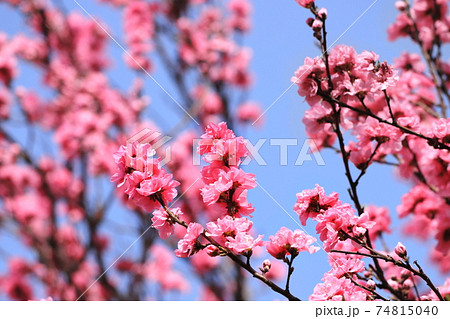 満開のハナモモ 74815040