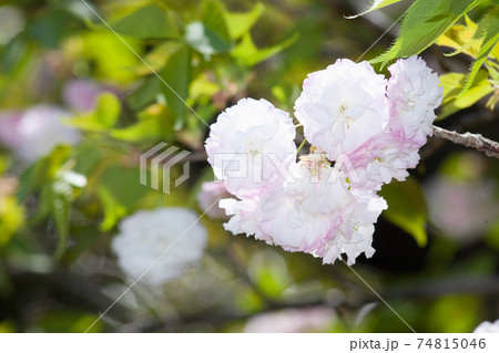 八重の桜 満開の福禄寿 八重の桜 満開の福禄寿 74815046