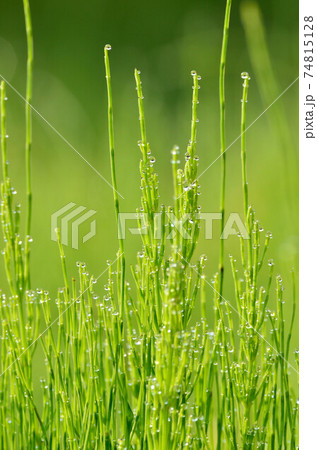 スギナに付着した宝石のようなキラキラした朝露 スギナに付着した宝石のようなキラキラした朝露 74815128