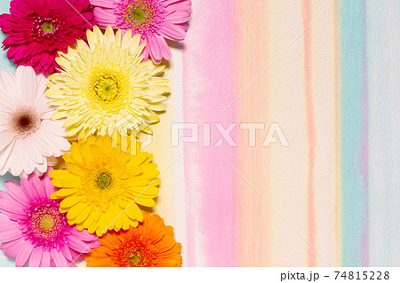 ガーベラ カラフルな花の背景素材の写真素材