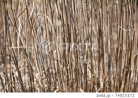 早春の枯れススキ 74815372