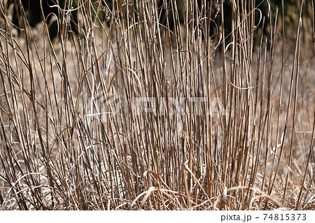 早春の枯れススキ 早春の枯れススキ 74815373