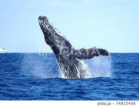 沖縄県本部町ホエールウォッチング 74815436