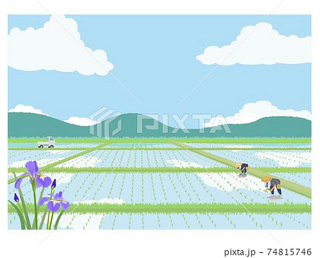 水田と菖蒲の花 水田と菖蒲の花 74815746