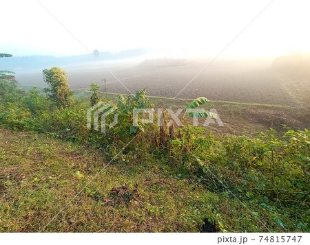 natural view with green field and gray sky 74815747