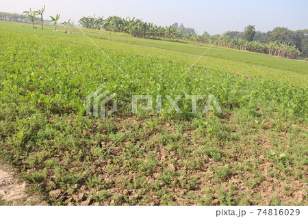 green field view with sky and nature green field view with sky and nature 74816029