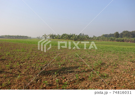 green field view with sky and nature green field view with sky and nature 74816031