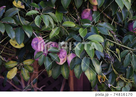 ムベ（郁子）の花と果実 74816170