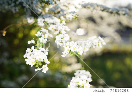 ユキヤナギ 74816298