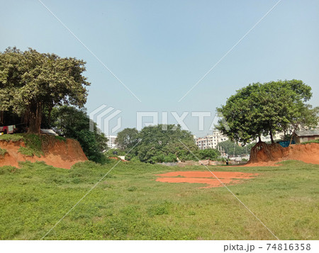 green tree plant with nature and sky 74816358