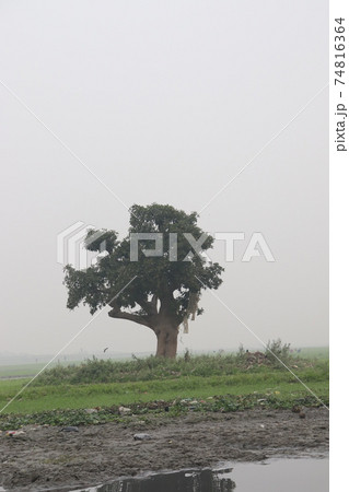 green tree plant with nature and sky 74816364