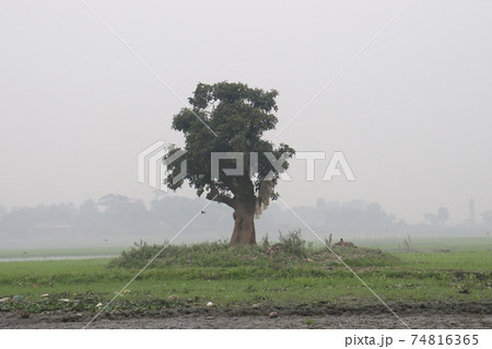 green tree plant with nature and sky 74816365