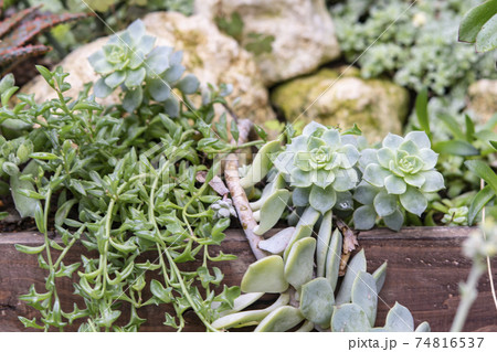 多肉植物の寄植え 74816537
