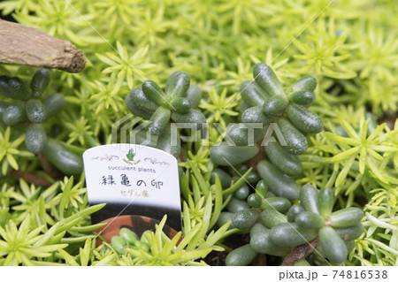 多肉植物 74816538